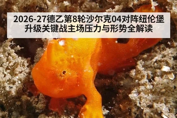 2026-27德乙第8轮沙尔克04对阵纽伦堡升级关键战主场压力与形势全解读